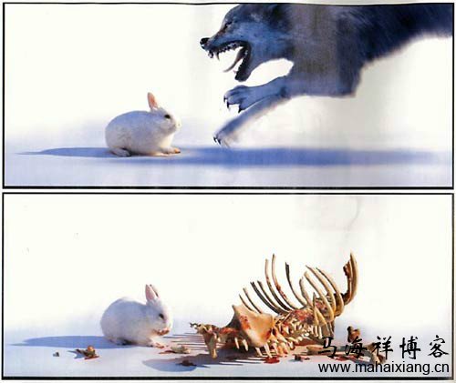 浅谈兔子是怎样吃掉狼的
